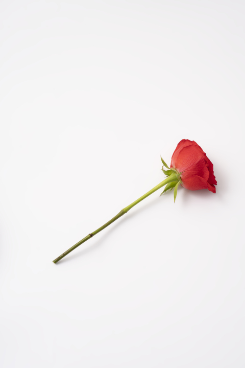 一只色彩鲜艳的红玫瑰高清图版权图片下载