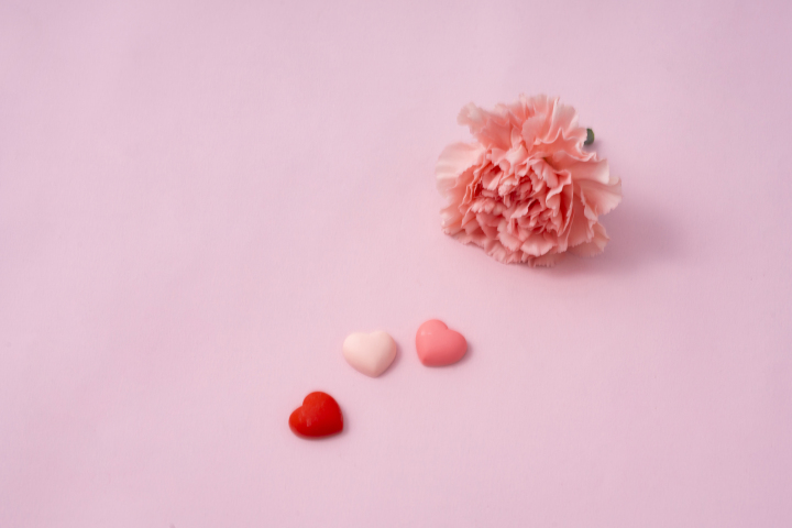 粉色康乃馨母亲节鲜花高清图版权图片下载