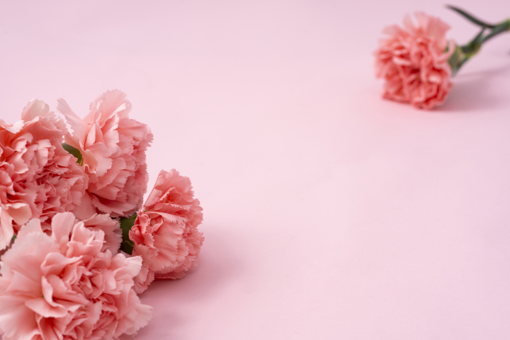 粉色康乃馨唯美鲜花实拍图版权图片下载