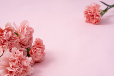 粉色康乃馨唯美鲜花实拍图