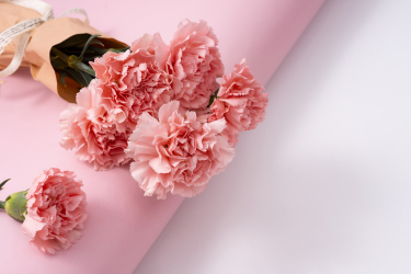 粉色康乃馨花束实拍图