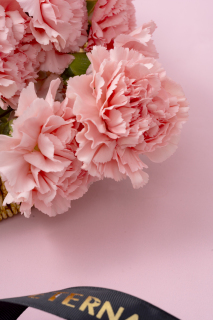 粉色康乃馨鲜花花朵特写图
