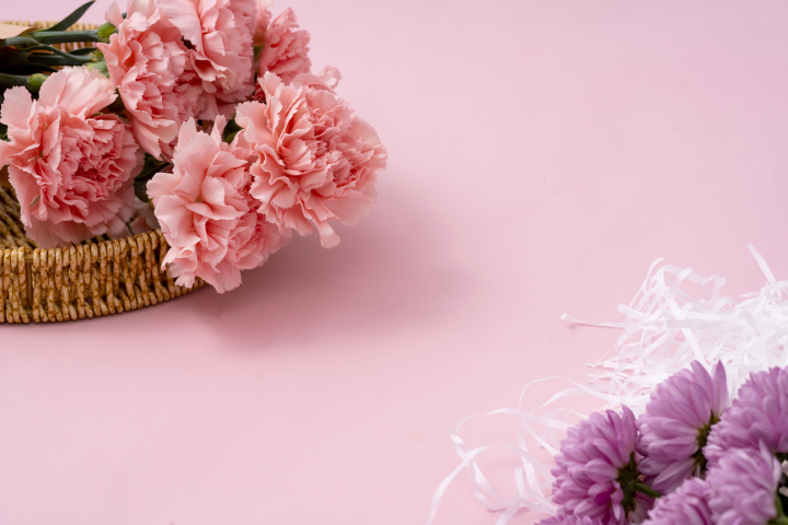 唯美鲜花粉色康乃馨高清图版权图片下载