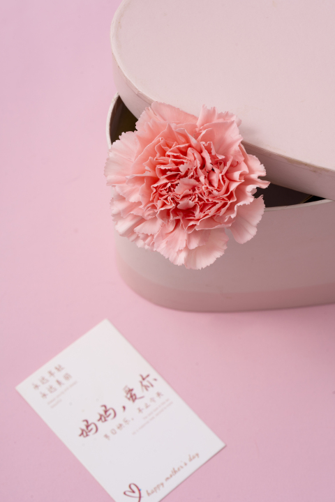 粉色花朵唯美康乃馨高清图版权图片下载