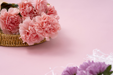 粉色鲜花唯美康乃馨高清图