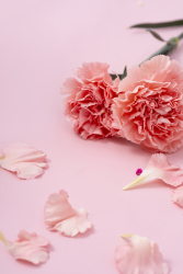 唯美粉色康乃馨花朵花瓣特写图