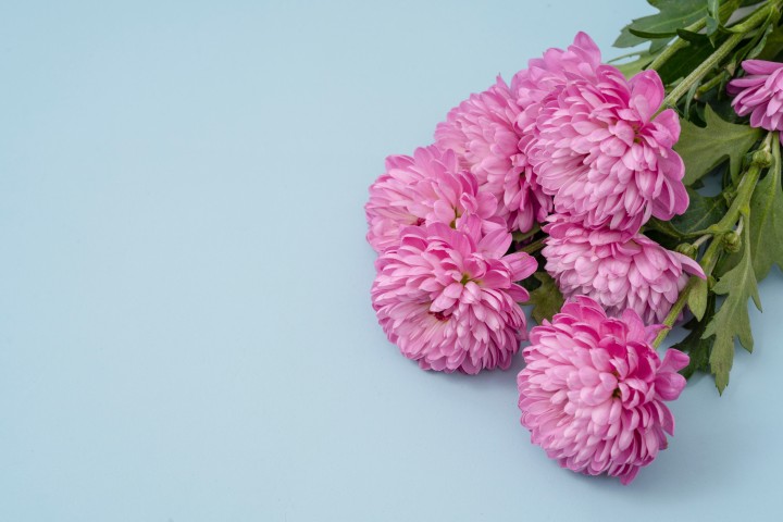 高贵浪漫的紫色菊花花束实拍图版权图片下载