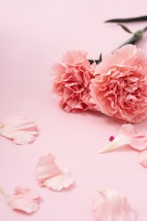 粉色康乃馨鲜花近照特写图