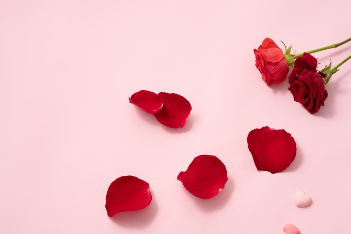 红色玫瑰花浪漫情人节礼物图版权图片下载