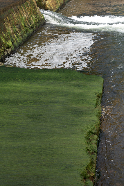 小溪流绿苔景观实拍图