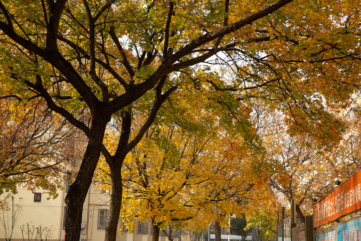 黄色银杏树树叶秋季景观高清图版权图片下载