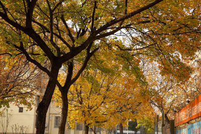 黄色银杏树树叶秋季景观高清图