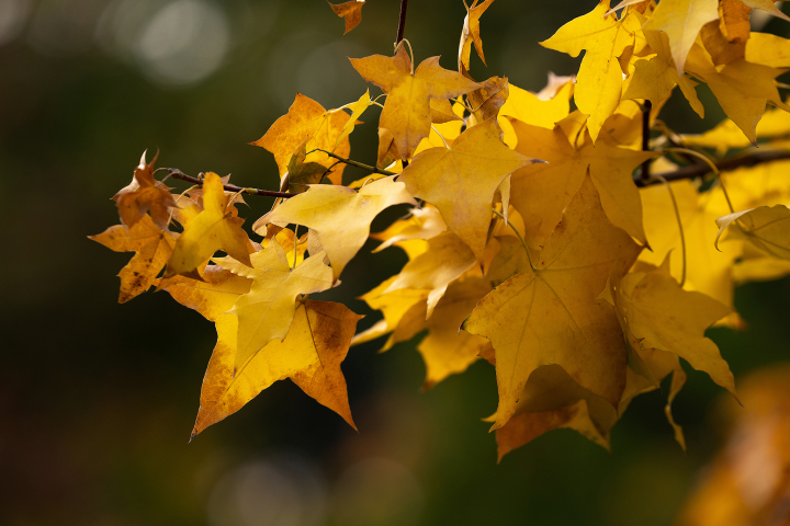秋季景色黄色树枝高清图版权图片下载