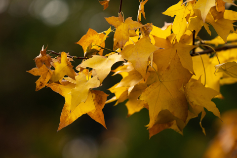 秋季景色黄色树枝高清图