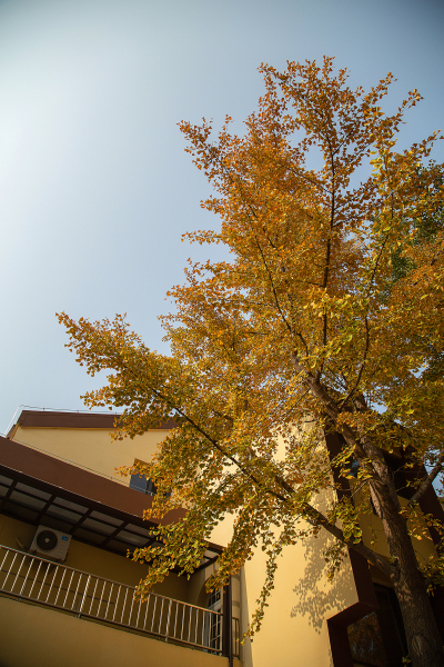 秋日美景黄色银杏树仰拍图