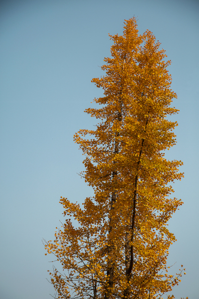 笔直黄色银杏树植物高清图