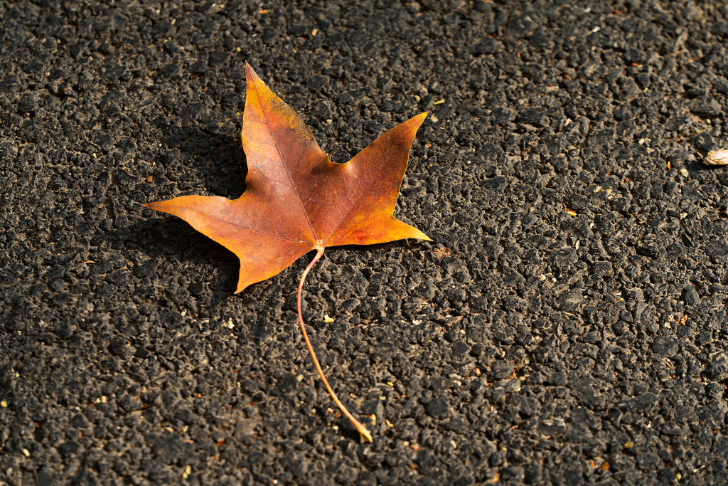 黄色落叶秋季唯美景色特写图版权图片下载