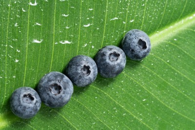 芭蕉叶上面的蓝莓水果摆拍图