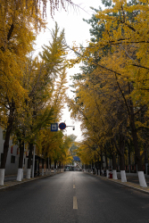 景观植物黄色银杏树木高清图