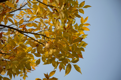 黄色树叶树枝秋季景观图片