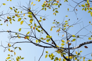 植物园蓝天白云绿叶写真图