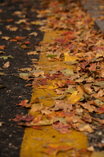 地面上的黄色落叶实拍图