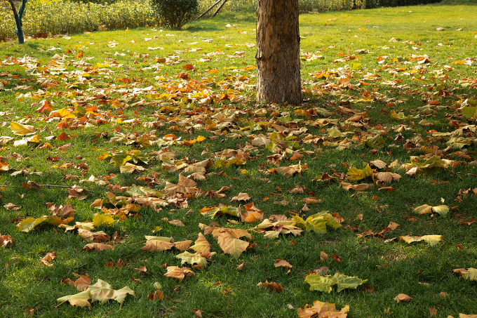 绿色草坪秋季落叶景观图