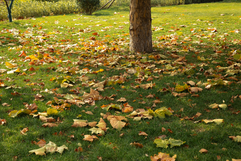 绿色草坪秋季落叶景观图