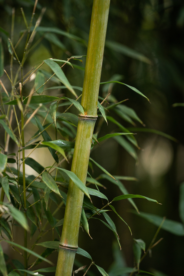 景观植物绿色竹子近景实拍图