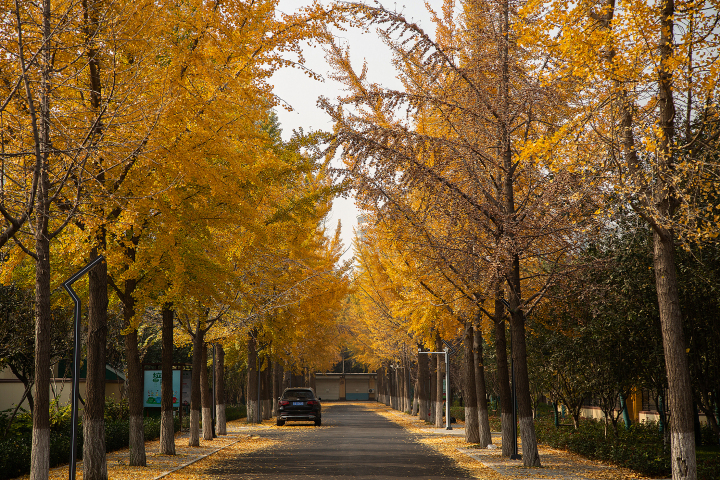 黄色银杏树唯美秋日景观高清图版权图片下载