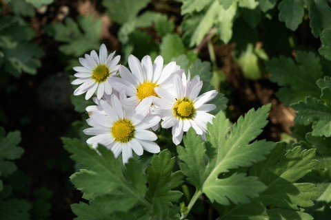 白色小雏菊鲜花高清实拍图