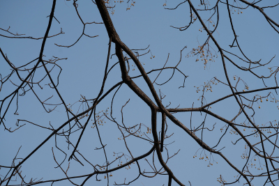 树枝树干冬季植物实拍图