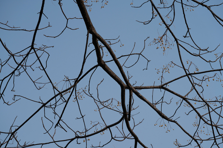 树枝树干冬季植物实拍图版权图片下载