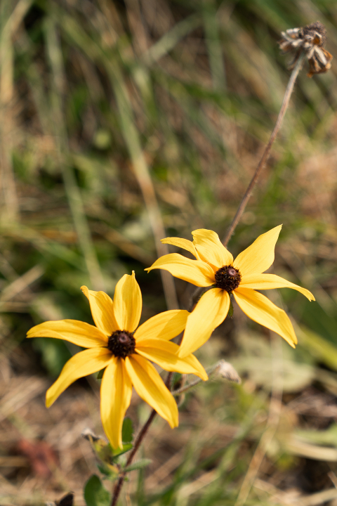 黄色花朵唯美景观花朵实拍图版权图片下载