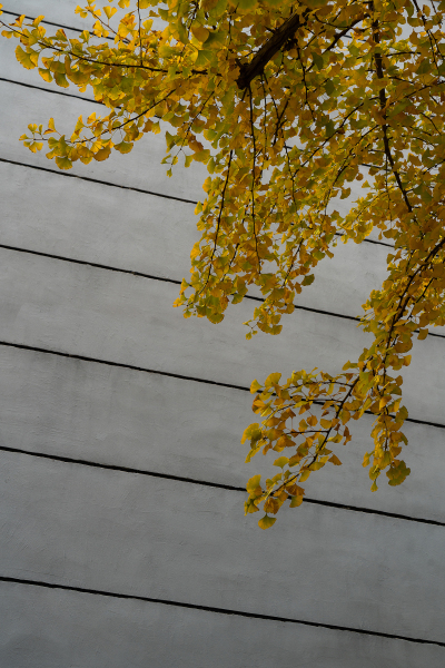 银杏树树干黄色树叶景观实拍图