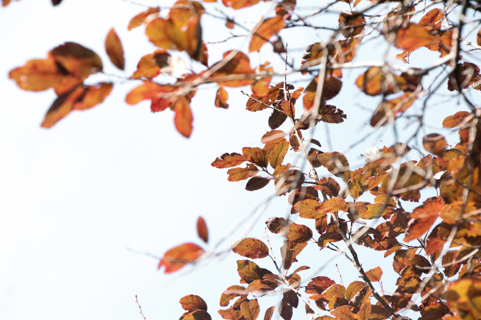 唯美枝条长形树叶高清图