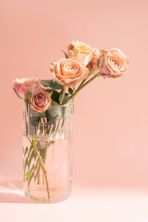 玻璃花瓶里的粉色玫瑰花版权图片下载