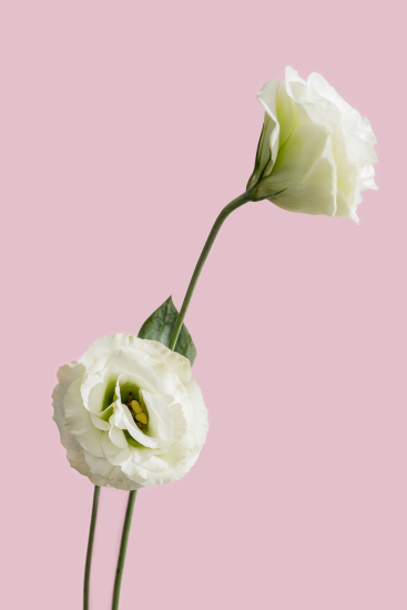 两枝唯美白桔梗高清图