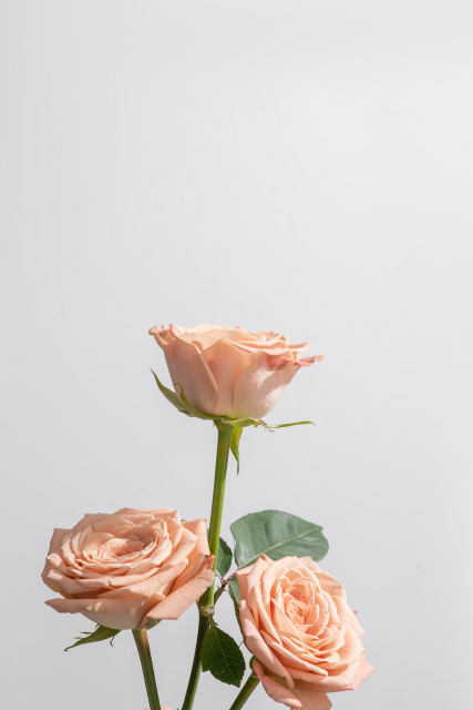 三只娇艳的卡布奇诺玫瑰图片