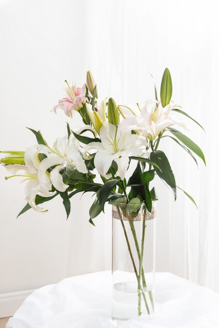 花瓶里的美丽白百何鲜花图