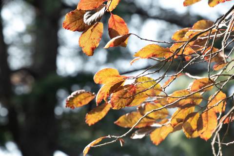 秋冬黄色树叶近景实拍图