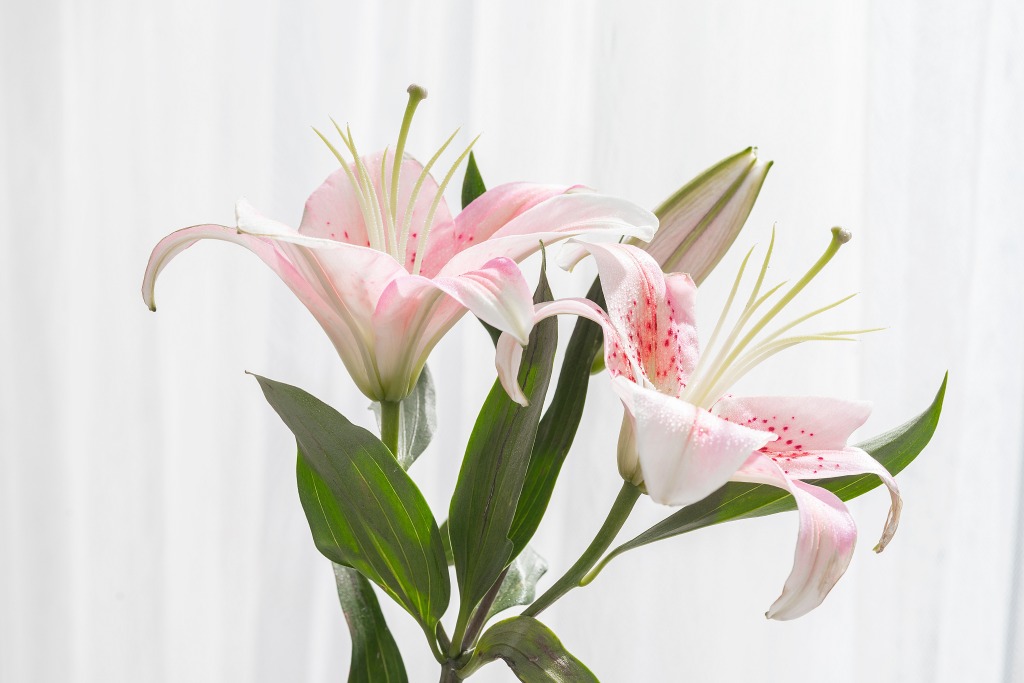 漂亮的粉色香水百合花高清图版权图片下载