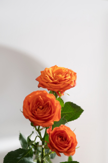 橙色芭比玫瑰花束图片