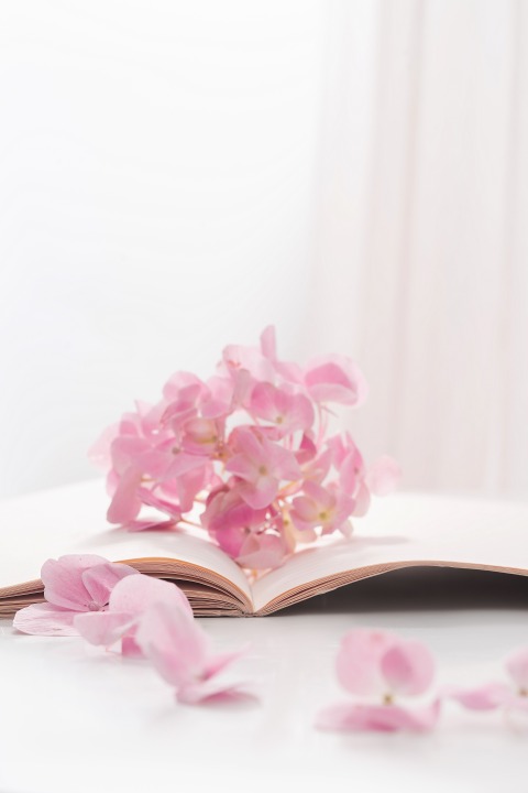 小清新书本上的粉色绣球花图版权图片下载