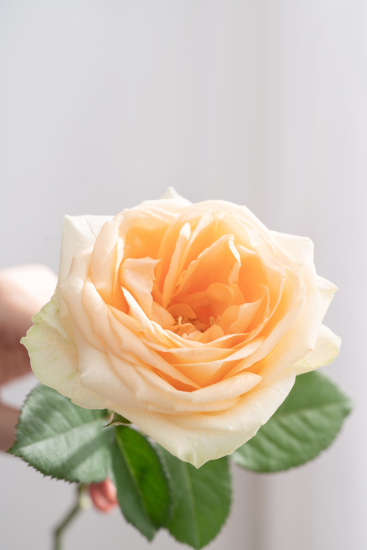 唯美香槟玫瑰鲜花特写图