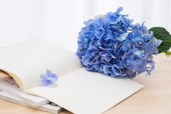 书本上的蓝色绣球鲜花实拍图版权图片下载