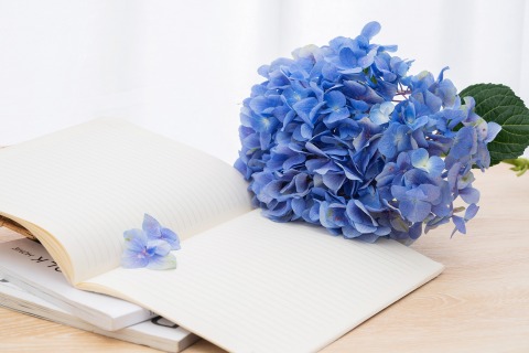 书本上的蓝色绣球鲜花实拍图