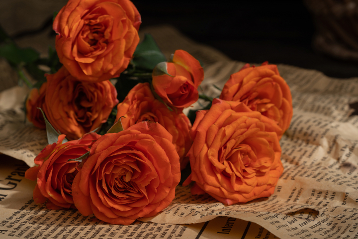 唯美艺术报纸上的橙色玫瑰花版权图片下载