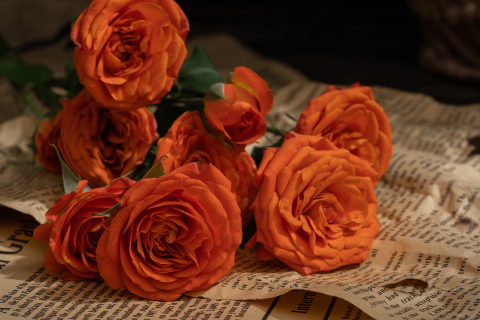 唯美艺术报纸上的橙色玫瑰花图片
