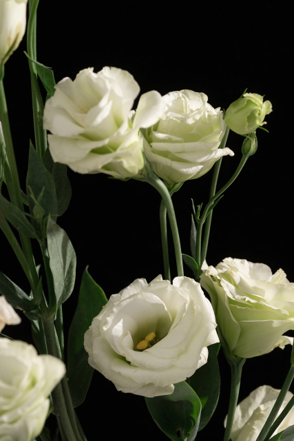 暗光下的白色桔梗花图片